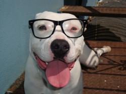 cute puppy garage door repair mascot